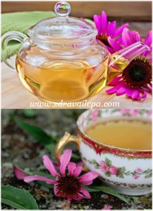 kako se pravi ehinacea čaj