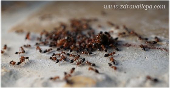 mravi u kući prirodno rešenje
