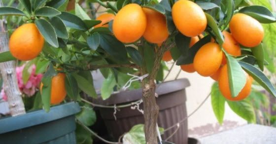 kumkvat voće uzgoj u Srbiji