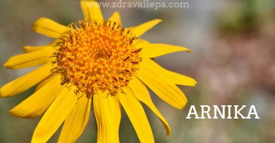Arnika biljka lekovita planinska vidarica Arnika lekovita svojstva